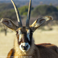 Buy canvas prints of Portrait of a roan antelope cow by Adrian Turnbull-Kemp