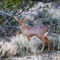 Buy canvas prints of Curious steenbok by Adrian Turnbull-Kemp