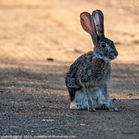 Buy canvas prints of Savannah hare in the early morning light by Adrian Turnbull-Kemp