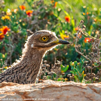Buy canvas prints of Spotted thick-knee chick by Adrian Turnbull-Kemp