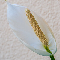 Buy canvas prints of Peace lily by Adrian Turnbull-Kemp