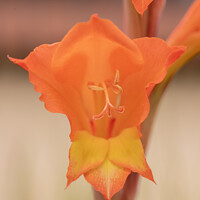 Buy canvas prints of Natal Lily by Adrian Turnbull-Kemp