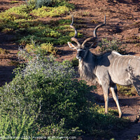 Buy canvas prints of Greater Kudu Bull by Adrian Turnbull-Kemp