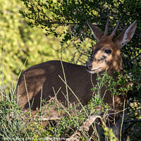 Buy canvas prints of Furtive common duiker by Adrian Turnbull-Kemp