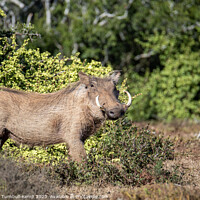 Buy canvas prints of Common Warthog boar by Adrian Turnbull-Kemp