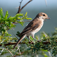Buy canvas prints of Marico flycatcher (Melaeornis mariquensis) by Adrian Turnbull-Kemp