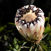 Buy canvas prints of Cream narrow-leaved sugarbush flower (Protea nerii by Adrian Turnbull-Kemp