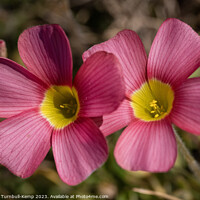 Buy canvas prints of Close-up of a pair of red oxalis (Oxalis obtusa) by Adrian Turnbull-Kemp