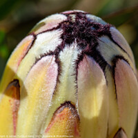 Buy canvas prints of Cream cylindrical flowerhead of a narrow-leaved sugarbush (Protea neriifolia) by Adrian Turnbull-Kemp