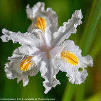 Buy canvas prints of Fringed iris (Iris japonica). by Adrian Turnbull-Kemp