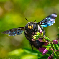 Buy canvas prints of Foraging female carpenter bee (Xylocopa caffra) by Adrian Turnbull-Kemp