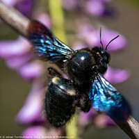 Buy canvas prints of A female carpenter bee (Xylocopa caffra) at rest. by Adrian Turnbull-Kemp