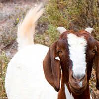 Buy canvas prints of Inquisitive Boer goat by Adrian Turnbull-Kemp