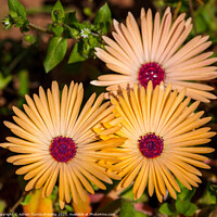 Buy canvas prints of Close-up of yellow Livingstone daisies (Cleretum b by Adrian Turnbull-Kemp