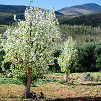 Buy canvas prints of Wild pear trees below the Kouga mountains by Adrian Turnbull-Kemp