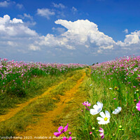 Buy canvas prints of Farm track bounded by cosmos flowers by Adrian Turnbull-Kemp