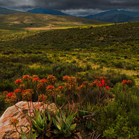 Buy canvas prints of CApe speckled aloes in De Hoop valley by Adrian Turnbull-Kemp