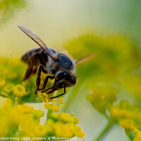Buy canvas prints of Cape honey bee (Apis mellifera capensis) feeding on fennel flowers by Adrian Turnbull-Kemp