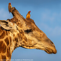 Buy canvas prints of Giraffe bull adorned with red-billed ox-peckers. by Adrian Turnbull-Kemp