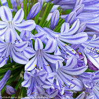 Buy canvas prints of Agaphantus florets (Agapanthus praecox), private garden, Fochville, South Africa by Adrian Turnbull-Kemp
