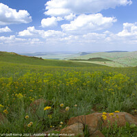 Buy canvas prints of Wildflower meadow, Suikerbosrand Nature Reserve, Gauteng, South Africa. by Adrian Turnbull-Kemp