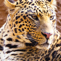 Buy canvas prints of Irritable leopard (Panthera pardus), Hartbeespoort, Gauteng, South Africa by Adrian Turnbull-Kemp