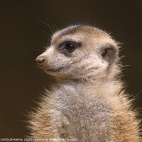 Buy canvas prints of Meerkat sentinel #1, Hartbeespoort, North West, South Africa by Adrian Turnbull-Kemp