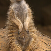 Buy canvas prints of Meerkat sentinel #2, Hartbeespoort, North West, South Africa by Adrian Turnbull-Kemp