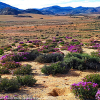Buy canvas prints of Wildflowers, Goegap Nature Reserve, Springok, Northern Cape by Adrian Turnbull-Kemp