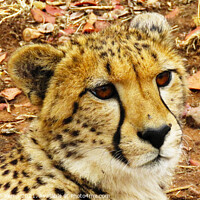Buy canvas prints of Pensive cheetah, Ann van Dyk Cheetah Centre, North West by Adrian Turnbull-Kemp