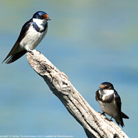 Buy canvas prints of Adult and juvenile White-throated swallow (Hirundo albigularis), Marievale Nature Reserve, Gauteng, South Africa by Adrian Turnbull-Kemp