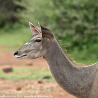 Buy canvas prints of Female Greater Kudu, Pilanensberg National Game Re by Adrian Turnbull-Kemp