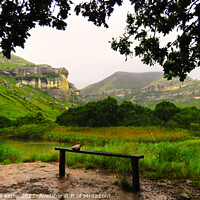 Buy canvas prints of Quiet contemplation, Golden Gate Highlands National Park, Free State by Adrian Turnbull-Kemp