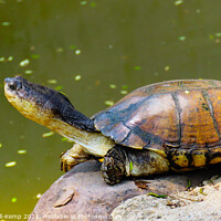 Buy canvas prints of Imperious West African mud turtle, Hartbeespoort, North West, South Africa by Adrian Turnbull-Kemp