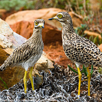 Buy canvas prints of Alert spotted thick knees, private garden, North West, South Africa by Adrian Turnbull-Kemp