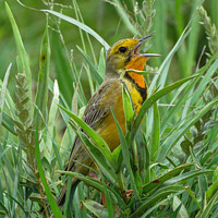 Buy canvas prints of Grassland songbird, Rietvlei Nature Reserve, Gauteng, South Africa by Adrian Turnbull-Kemp
