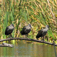 Buy canvas prints of Three in a row, Marievale Nature Reserve, Gauteng by Adrian Turnbull-Kemp