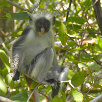 Buy canvas prints of Cute inquisitive monkey, Zanzibar, Tanzania by Adrian Turnbull-Kemp