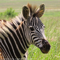 Buy canvas prints of A zebra foal, Reitvlei Nature Reserve, Gauteng by Adrian Turnbull-Kemp