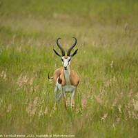 Buy canvas prints of Inquisitive springbok ram, North West South Africa by Adrian Turnbull-Kemp