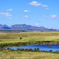 Buy canvas prints of Pastoral scene near Sterkfontein Dam, Kwazulu Natal by Adrian Turnbull-Kemp