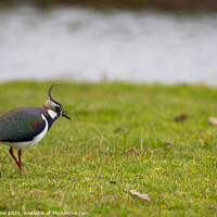 Buy canvas prints of Lapwing in a field by Ash Payne