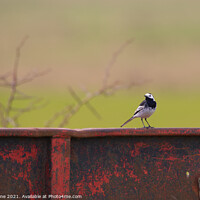 Buy canvas prints of Pied Wagtail on a trailer by Ash Payne