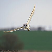 Buy canvas prints of Barn owl flying over Harty fileds. by Ash Payne