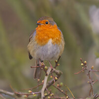 Buy canvas prints of The Robin by Ash Payne