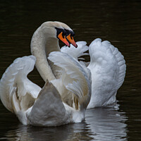Buy canvas prints of Swans mating by steven bostock