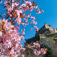 Buy canvas prints of Edinburgh Castle behind with Spring Blossom in Princes Street Gardens. by Philip Leonard