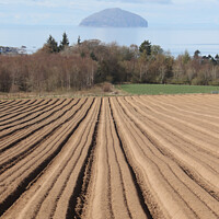 Buy canvas prints of Ploughed furrows to Ailsa Craig by Alister Firth Photography