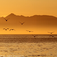 Buy canvas prints of Evening flight  by Alister Firth Photography