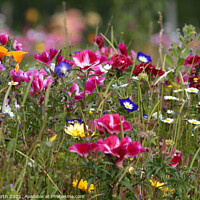 Buy canvas prints of Wild Flower Meadow by Alister Firth Photography